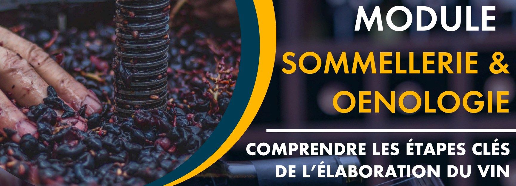 Comprendre les étapes clés de l'élaboration du vin
